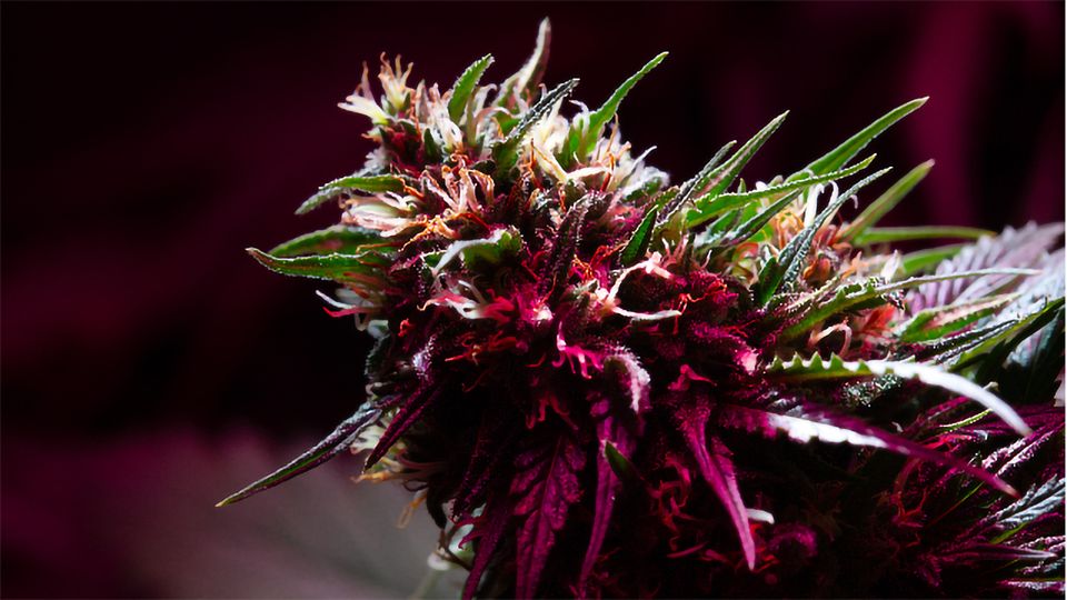 thca flower strains