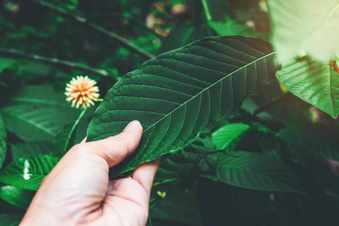 best kratom